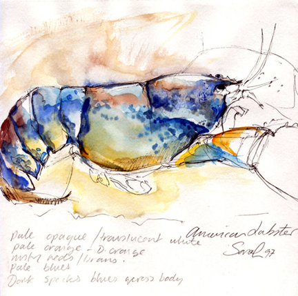 Blue American Lobster by Sarah Madsen